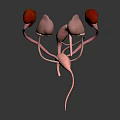 Anatomical 3D Model of Human Organs with Kidneys Reproductive Ducts and Tubes Structure