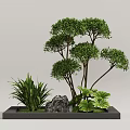 Garden Landscape with Square Planter Pruned Spherical Trees Green Grassy Plants Stone and Large Leaves