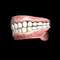 Human Teeth 3D Model With Detailed Gums And Healthy Structure 3d model