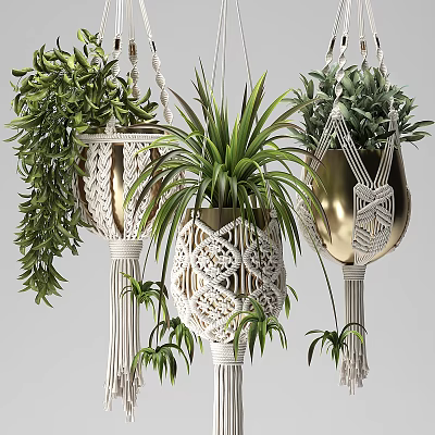 Lush Green Hanging Plants In Macrame Plant Hangers With Patterned Design For Indoor Decor 3d model