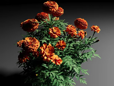 Lush Orange Marigold Flowers With Vibrant Green Leaves In Full Bloom 3d model