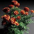 Lush Orange Marigold Flowers With Vibrant Green Leaves In Full Bloom