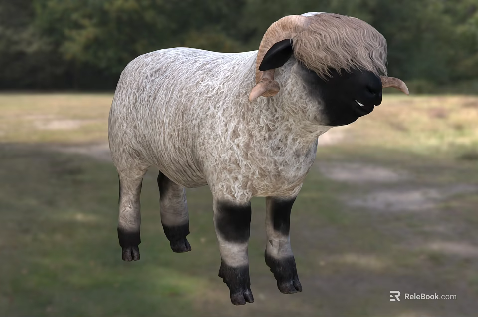 White and Gray Sheep With Black Face Legs Standing In Grassy Field With Trees 3d model 