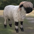 White and Gray Sheep With Black Face Legs Standing In Grassy Field With Trees