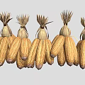 Golden Dried Corn Cobs With Husks Arranged In A Straight Row