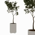 Two Bonsai Potted Plants With Green Leaves And Slender Trunks In White Planters