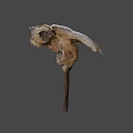 Ancient Dinosaur Skull Fossil With Large Horns And Sharp Teeth Structure
