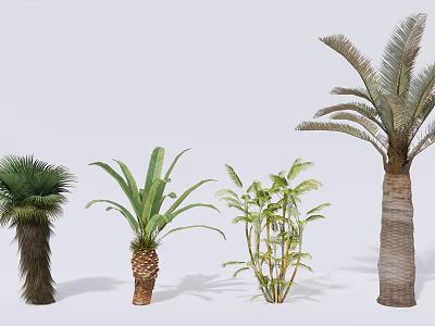 Different Types of Arbor Trees With Various Leaf Shapes And Trunk Structures 3d model