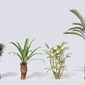 Different Types of Arbor Trees With Various Leaf Shapes And Trunk Structures
