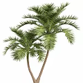 Towering Palm Trees With Lush Green Fronds And Slender Trunks In Outdoor Scene