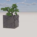 Arbor Tree with Luminous Roots in Transparent Cube Against Night Sky Clouds and Sunset 3d model
