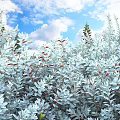 Lush Silver Gray Leaf Shrubs with Red Berries Under Blue Sky and White Clouds
