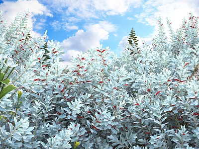 Lush Silver Gray Leaf Shrubs with Red Berries Under Blue Sky and White Clouds 3d model