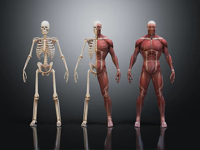 Human Medical Anatomical Models Skeleton Half And Full Muscle Structure 3d model