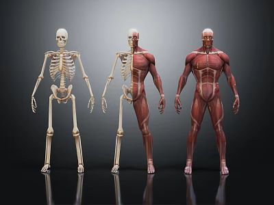 modern human body human muscle human muscle system human skeleton 3d model