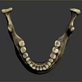 Medical Device Anatomical Mandible Model Used For Medical Training And Education
