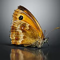 Brown and Orange Butterfly with Spots on Wings in Close Up View on Reflective Surface