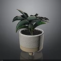 Green Leafy Potted Plant In Textured White Ceramic Pot With Wooden Base