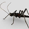 Black Reptile With Long Antennae Slender Legs And Segmented Body With Red Spots