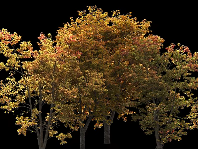 Tall Deciduous Trees With Vibrant Autumn Yellow Orange Red Foliage And Lush Canopies 3d model