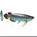 Colorful Arowana Fish with Vibrant Scales Shiny Fins Large and Small on White Background