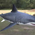 Great White Shark Eaters Human Shark Fish Animal Creatures 3d model