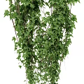 Three Lush Green Hanging Vines With Cascading Leaves For Indoor Decor