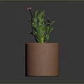 Green Potted Plant with Pink Flowers in Terracotta Pot on Dark Background