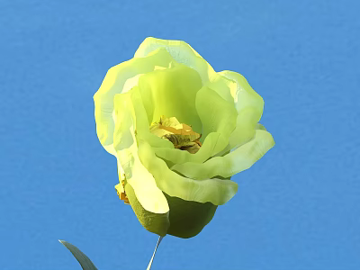 Light Green Rose Blooming With Soft Petals Against Blue Background 3d model