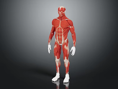 Human Organ Muscle Anatomy 3D Model Showing Detailed Body Structures 3d model