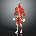 Human Organ Muscle Anatomy 3D Model Showing Detailed Body Structures