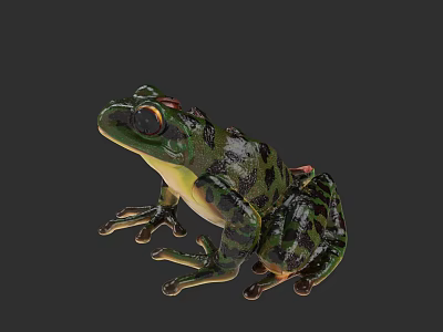 Realistic Green Frog With Black Spots And Red Eyes On Dark Background 3d model
