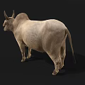 Light Brown Zebu Cow With Hump And Large Ears On Black Background