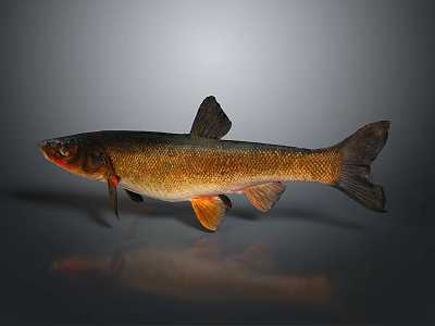 Brown And Orange Fish With Distinct Fins And Tail On Gray Background With Reflection 3d model