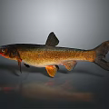 Brown And Orange Fish With Distinct Fins And Tail On Gray Background With Reflection