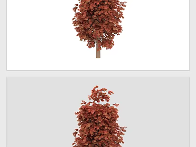 Vibrant Red Leaf Arbor With Dense Canopy And Lush Foliage For Landscaping 3d model