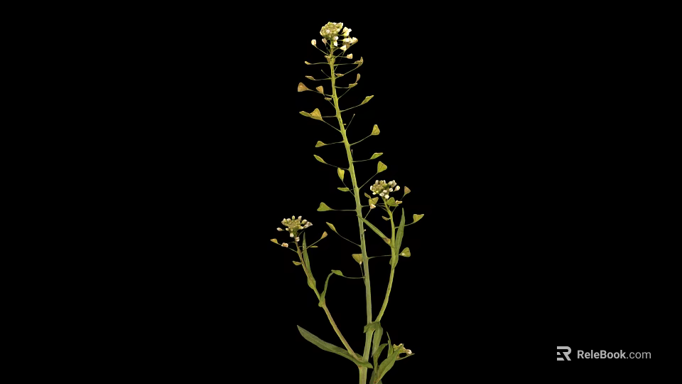 Green Stem Plant With Multiple Small Yellow Flowers On Black Background 3d model 