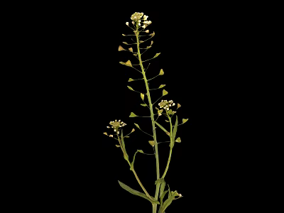 Green Stem Plant With Multiple Small Yellow Flowers On Black Background 3d model