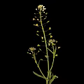 Green Stem Plant With Multiple Small Yellow Flowers On Black Background