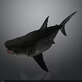 Realistic 3D Model Shark With Open Mouth Exposed Teeth And Streamlined Body On Gray Background