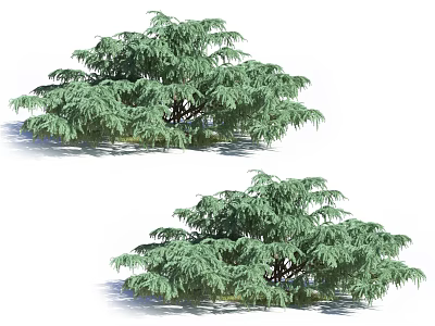 Two Lush Evergreen Arbor Trees With Dense Green Foliage And Natural Canopy 3d model