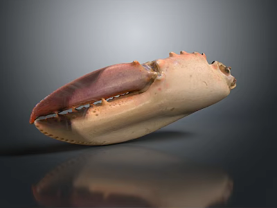 Crab Claw Organ With Red Beige Color And Fine Hairs Texture Details 3d model
