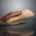 Crab Claw Organ With Red Beige Color And Fine Hairs Texture Details