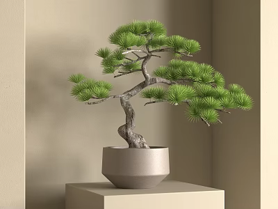 Bonsai Pine Tree with Twisted Trunk Lush Green Foliage in Light Gray Pot on Square Stand 3d model