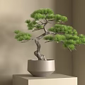 Bonsai Pine Tree with Twisted Trunk Lush Green Foliage in Light Gray Pot on Square Stand