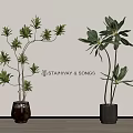 Stylish Potted Indoor Plants with Dark Planters Against Light Wall and Wooden Floor