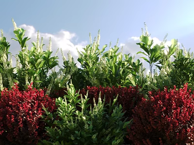 Lush Green And Red Shrubs Growing Under Blue Sky With White Clouds 3d model