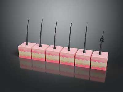 Human Hair Follicle Structure Model With Layered Cubes Black Hair Strands And Curly Hair 3d model