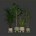 Different Green Plants In Decorative Pots With Small Feet On Reflective Gray Background