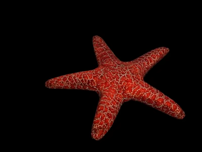 Modern Starfish 3d model